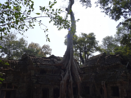 Ta Prohm (10).JPG