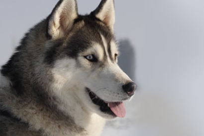 chien-husky-siberien.jpg