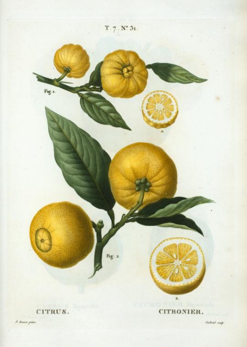 citrus_(citronier) (1).jpg