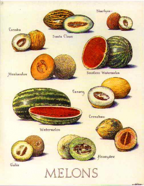 Melons.jpg