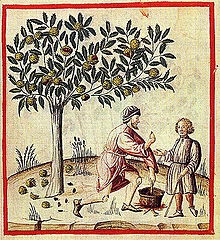 Chataigne récolte XIV siècle.jpg