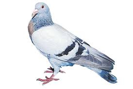 pigeon.jpg