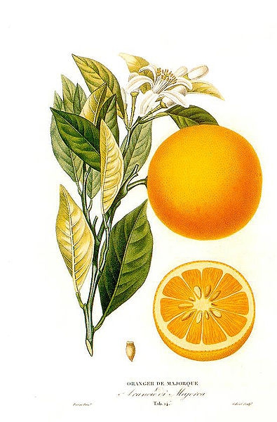 Orange_Paris_Henri_Plon_Editeur_1872.jpg