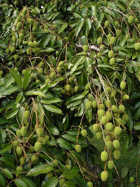 Litchi fruit vert.JPG