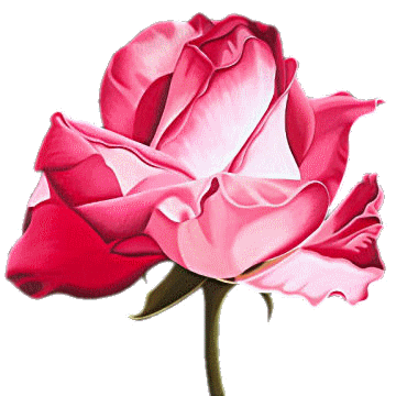 fleur-rose-101109.gif