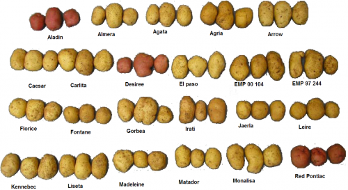 Several_varieties_of_potatoes.png