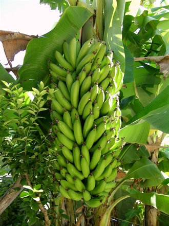 bananier.jpg