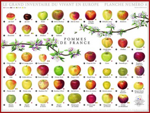 Pommes de France.jpg