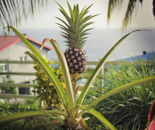 Ananas dans un jardin en Martinique.jpg