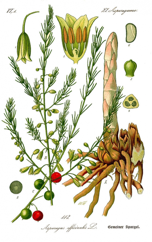 Asparagus officinalis.jpg