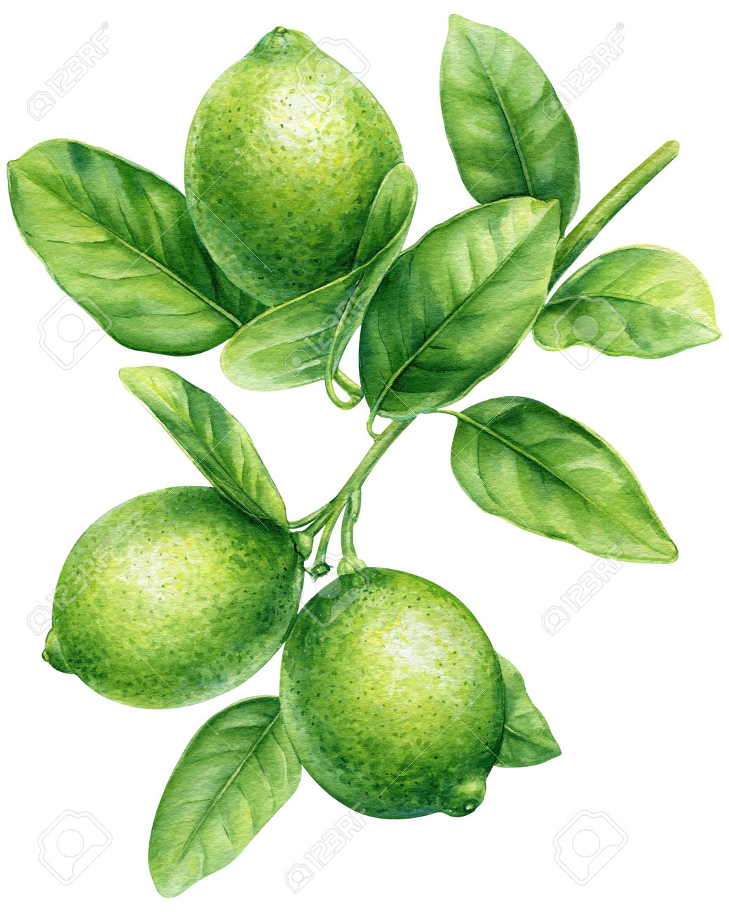 Citron vert 2.jpg