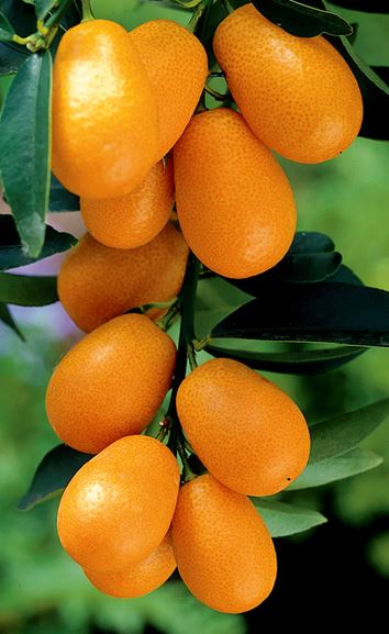 kumquat.JPG