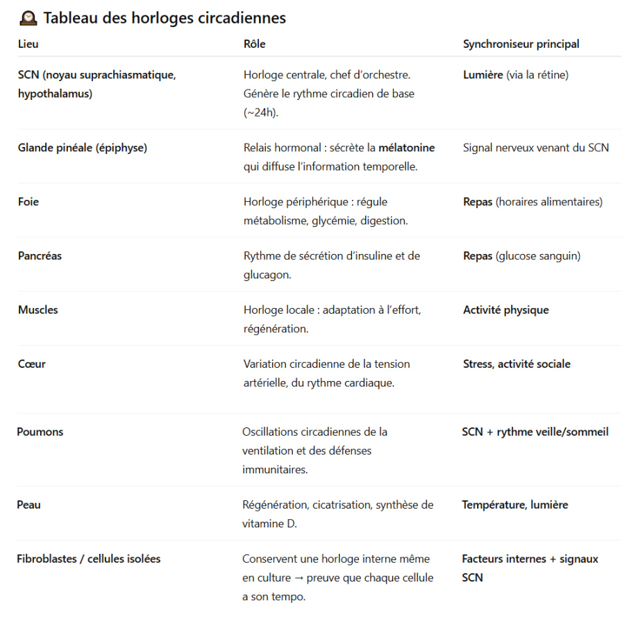 tableau organes et chef orchestre.jpg