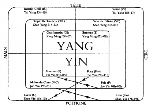 diagramme yin yang.jpg