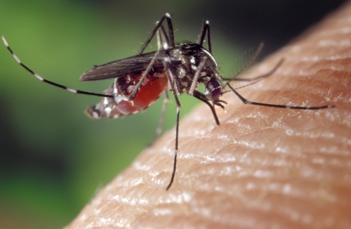 Aedes_albopictus_on_human_skin.jpg