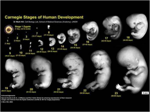 dev embryon.jpg