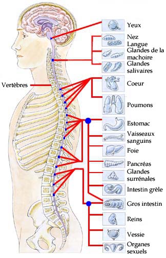 systeme_nerveux_relation_1298645871.jpg