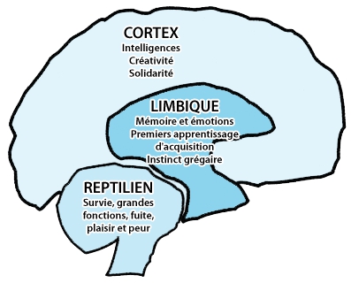 cerveau-reptilien-limbique-cortex-.jpg