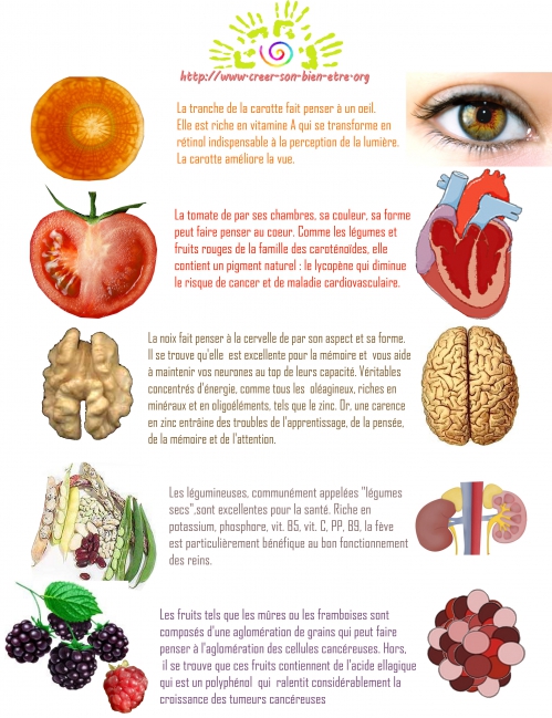 aliments physionomie et propriété copie.jpg