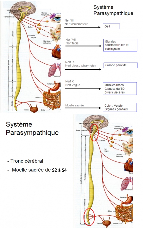 parasympathique.jpg