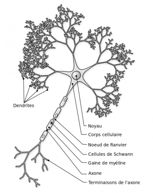 neurones.jpg