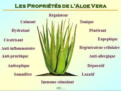 1 -aloe vera.jpg