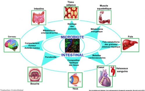 microbiot.jpg