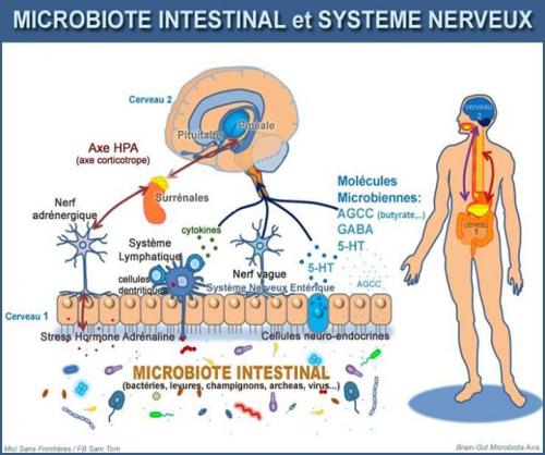 microbiotique intestinal.jpg