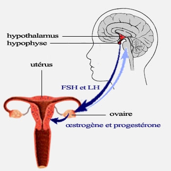 Menstruation_Hormone_FR.JPG