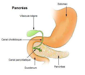 pancreas.jpg
