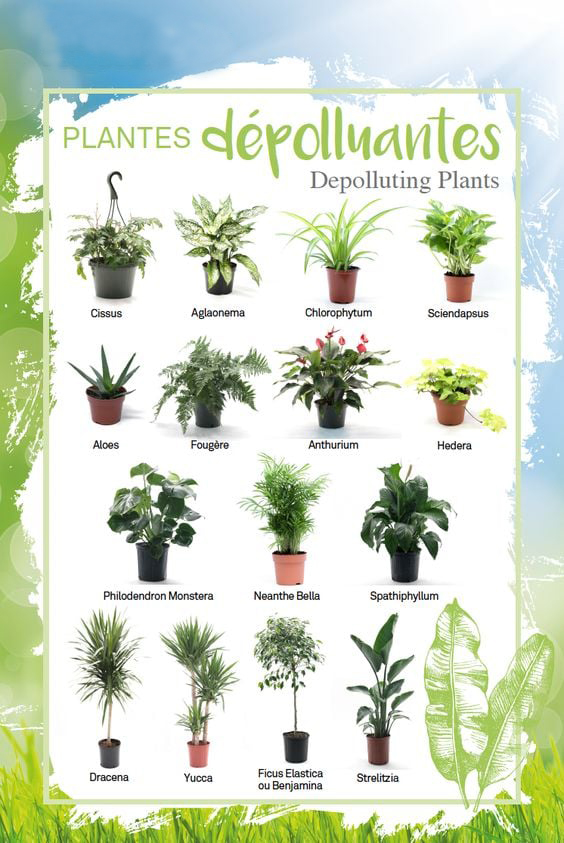 plantes.jpg