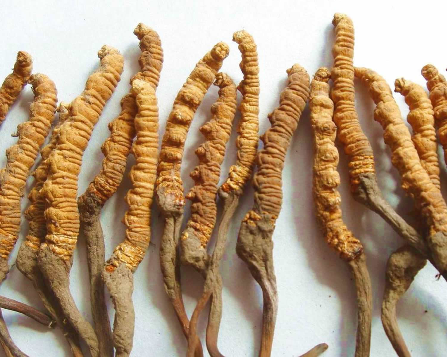 cordyceps-sinensis-mushroom.jpg