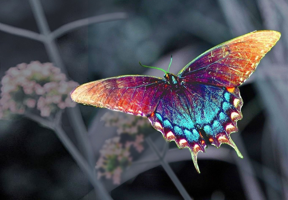 papillon-2.jpg