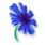 cornflower-bluepurple_42.png