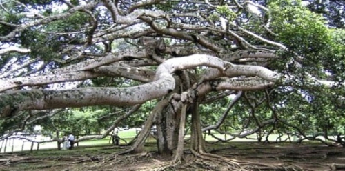 arbre-de-bodhi_136838_pgbighd.jpg