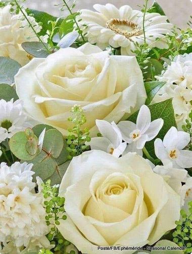 rose blanche.JPG