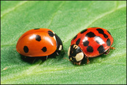 coccinelle.jpg