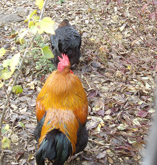 UTL Visite LEA Nature élevage de poules avec son coq 29 11 21