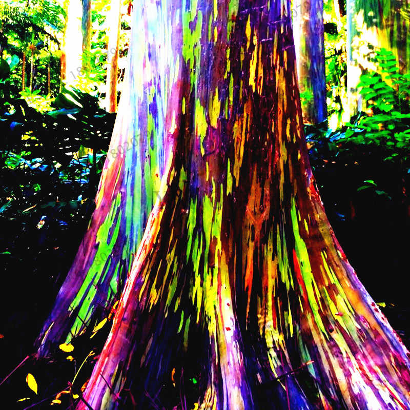 100pcs-bag-rare-Rainbow-Eucalyptus-deglupta-Bonsai-showy-tropical-tree-Plants-eucalyptus-plant-for-garden-plant.jpg_q50.jpg
