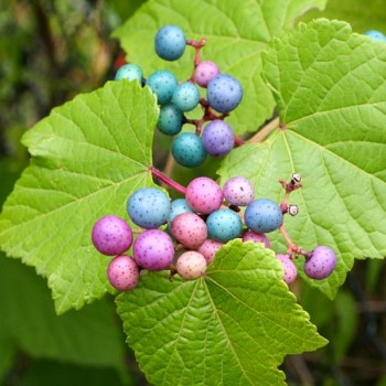 ampelopsis-brevipedunculata-vigne-vierge-a-fruits-bleus-graines.jpg