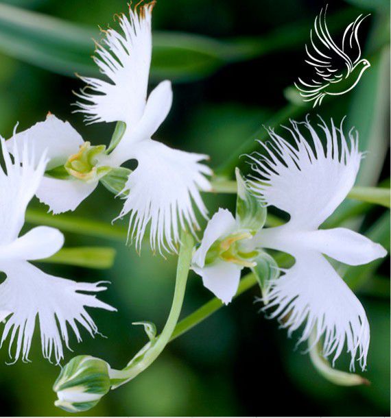 habenaria-radiata.jpg