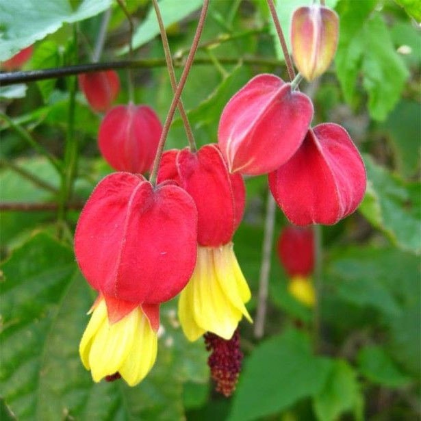 abutilon-min.jpg