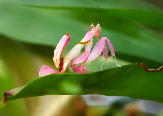 Orchid_Mantis.png