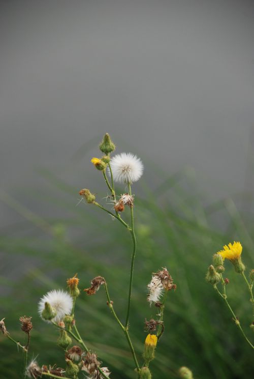 FLEURS DES CHAMPS