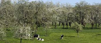 Fougerolles : au pays des cerisiers | La Haute-Saône Agricole et Rurale
