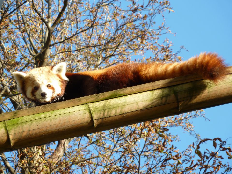 Connaître et Protéger le Panda Roux