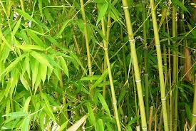 bambou.jpg