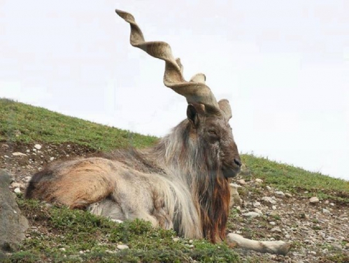 markhor.jpg