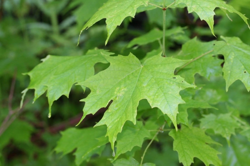 Acer_saccharum_027_950.jpg