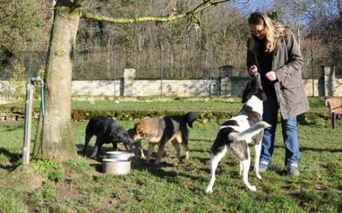 carole-chenot-cherche-des-parrains-ou-des-adoptants-pour-ces-chiens-roumains-photo-m-mo.jpg